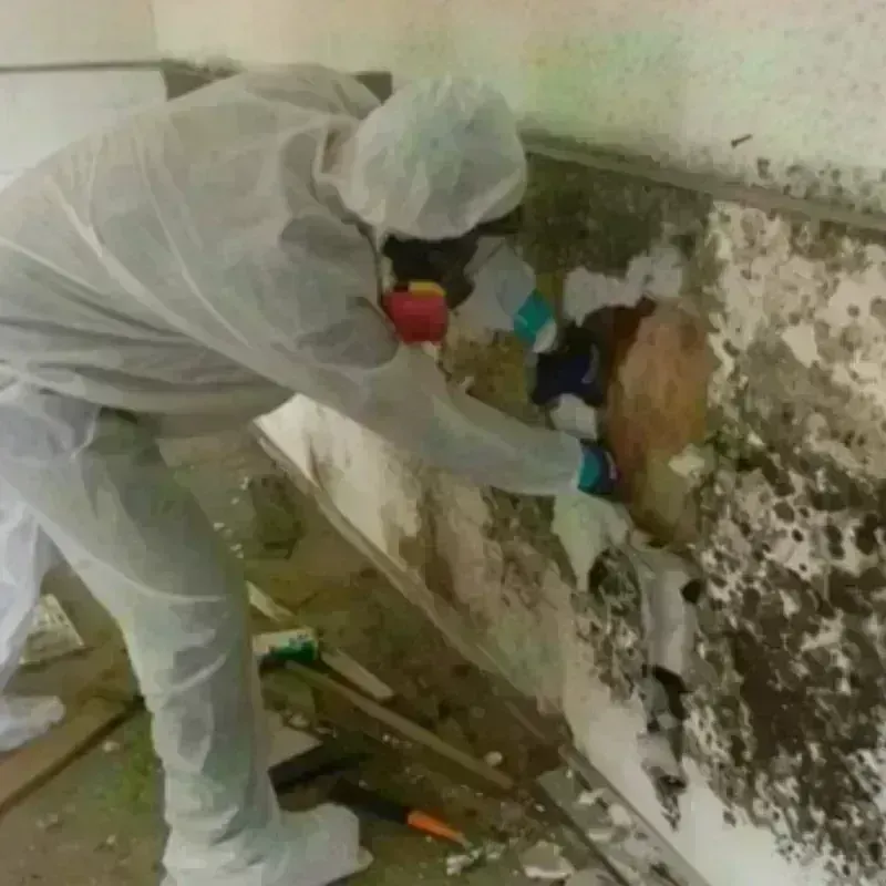 Mold Remediation and Removal in Torrington, CT